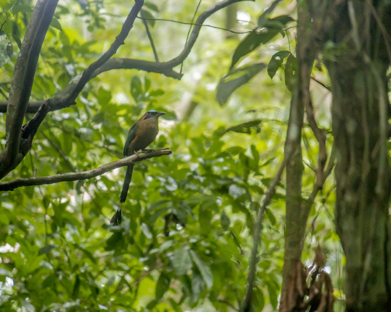 Whooping motmot, Momotus subrufescens