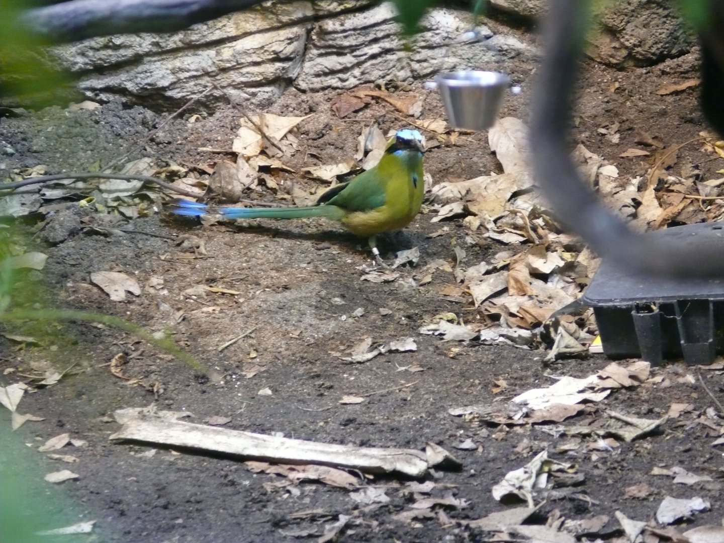 Whooping motmot - reopening 31-08-2020