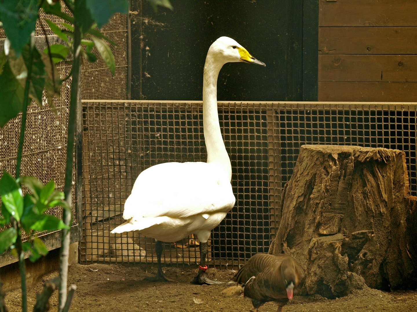 Whooping swan