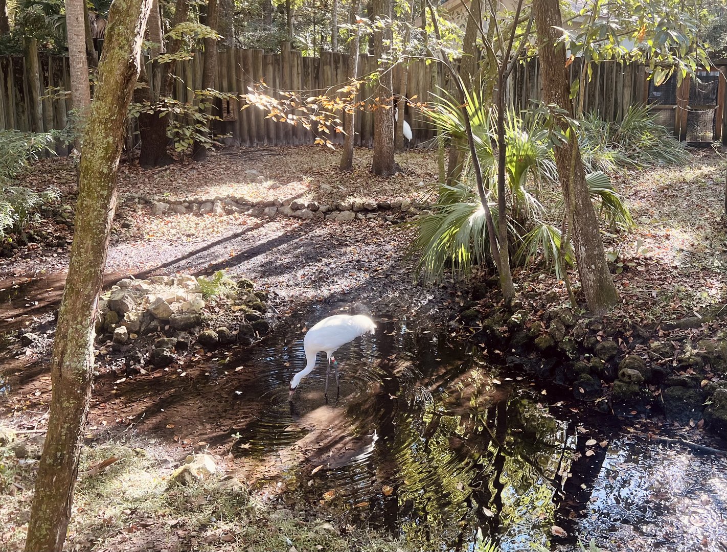 Whopping Crane Exhibit