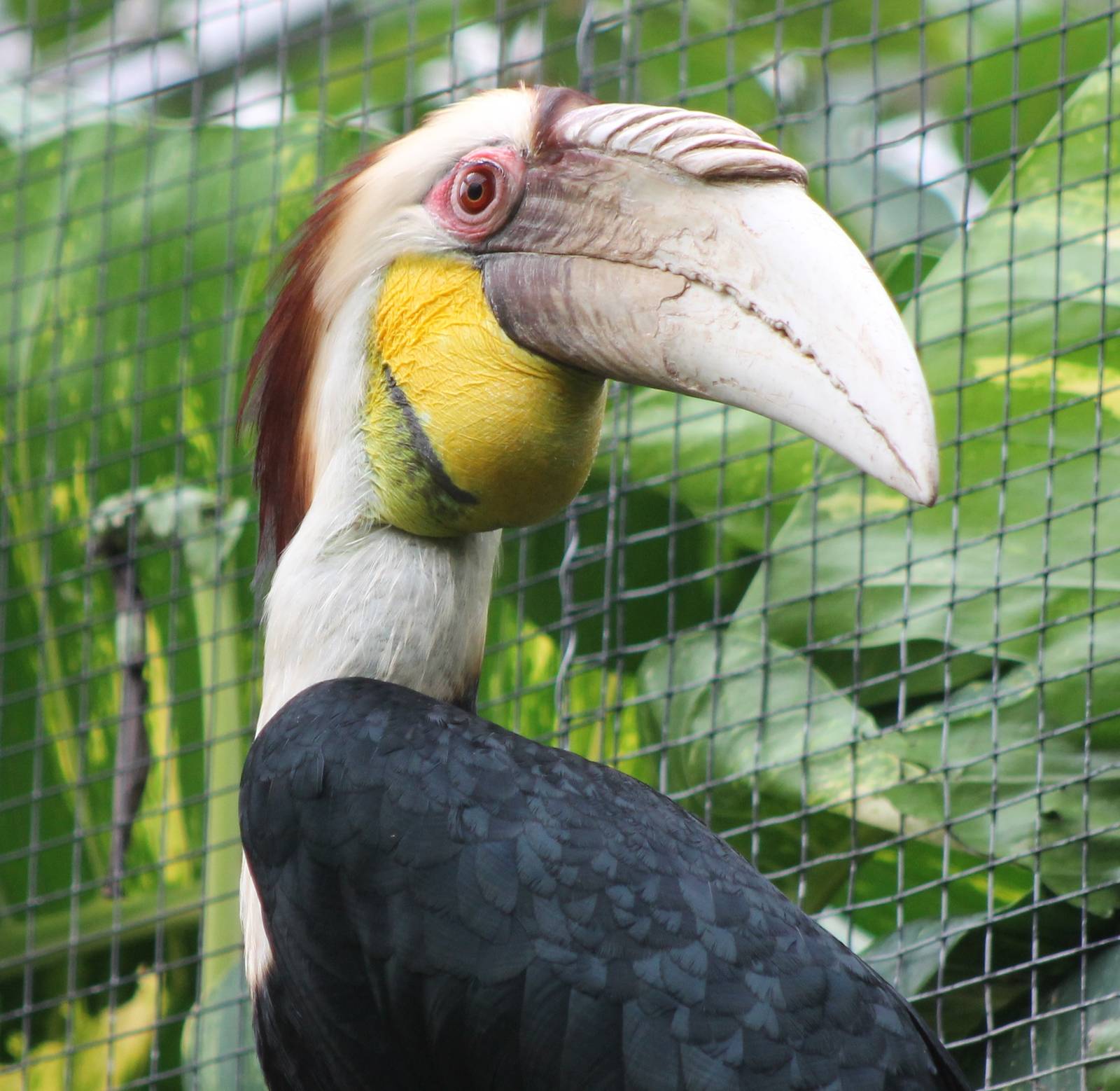 Whreated hornbill male