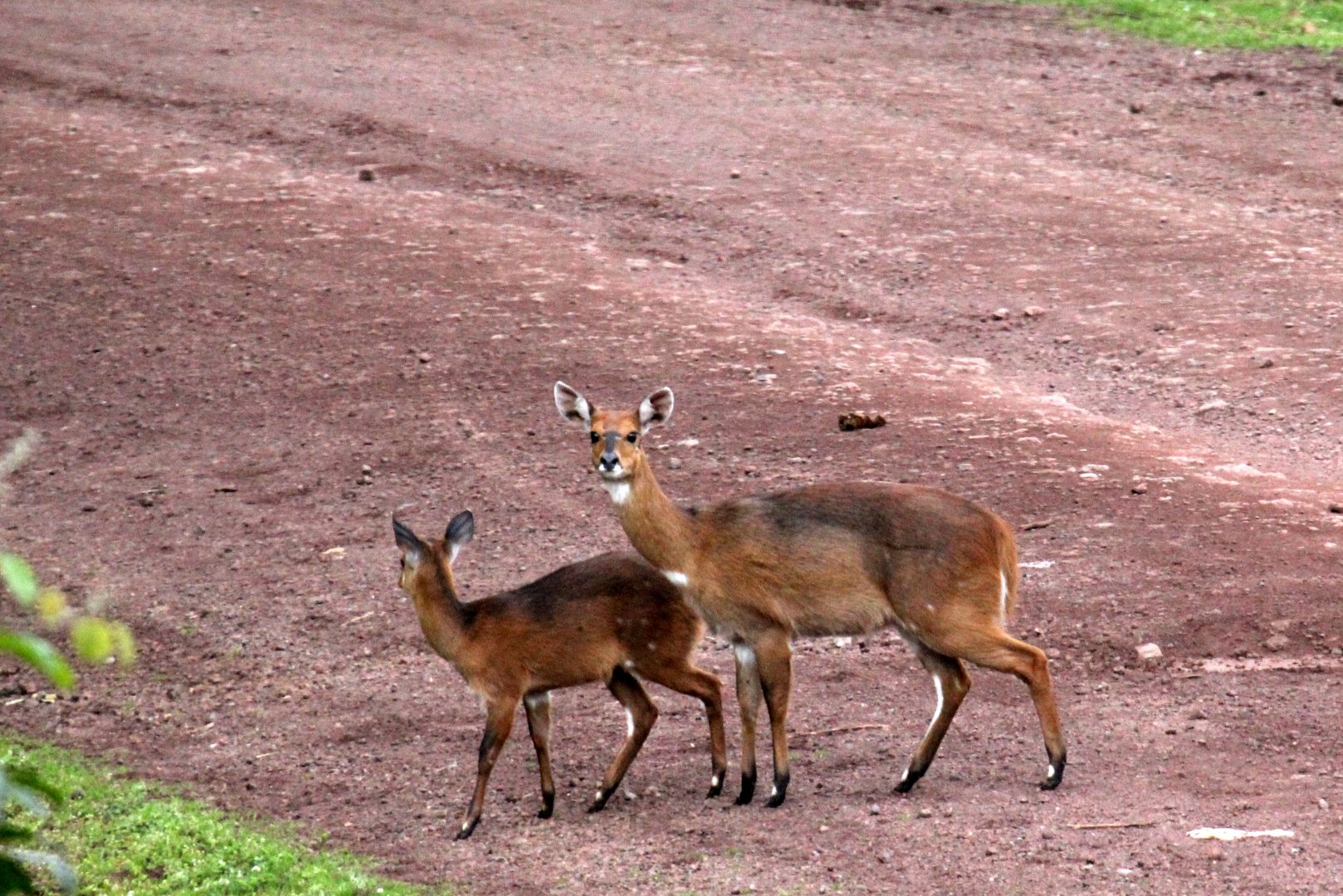 why did the Menelik's Bushbuck (Tragelaphus scriptus meneliki) cross the road?