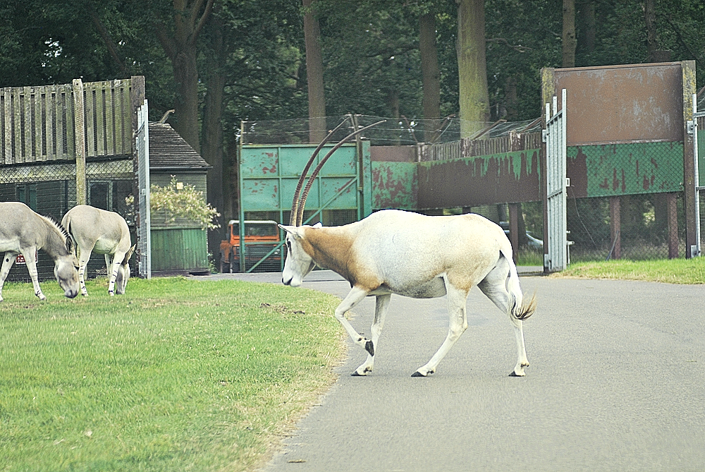 'Why did the oryx cross the road?' - Woburn 2024