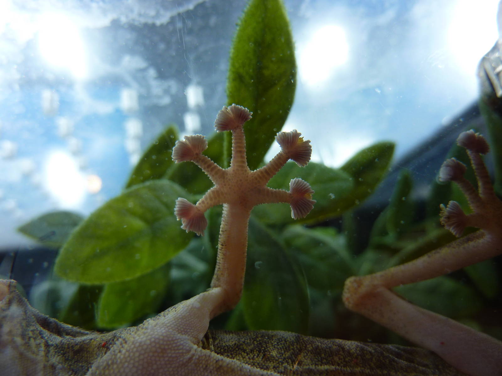 Why it's called a fan-footed gecko.