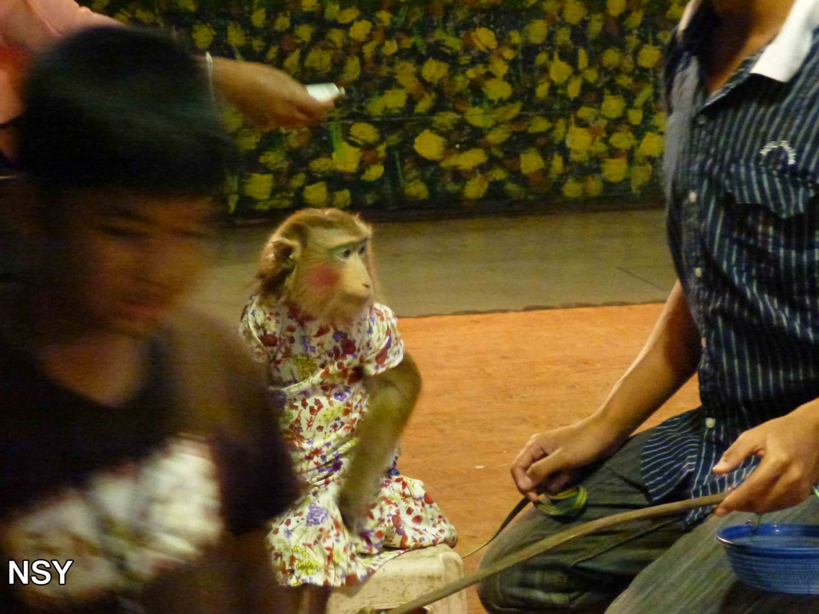 Why would you do this to an animal? June 2013.