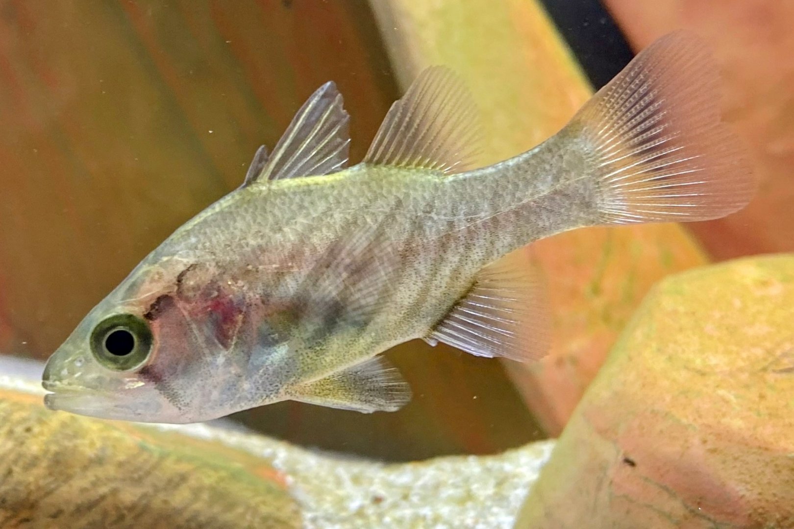 Wichmann’s Mouth-Almighty