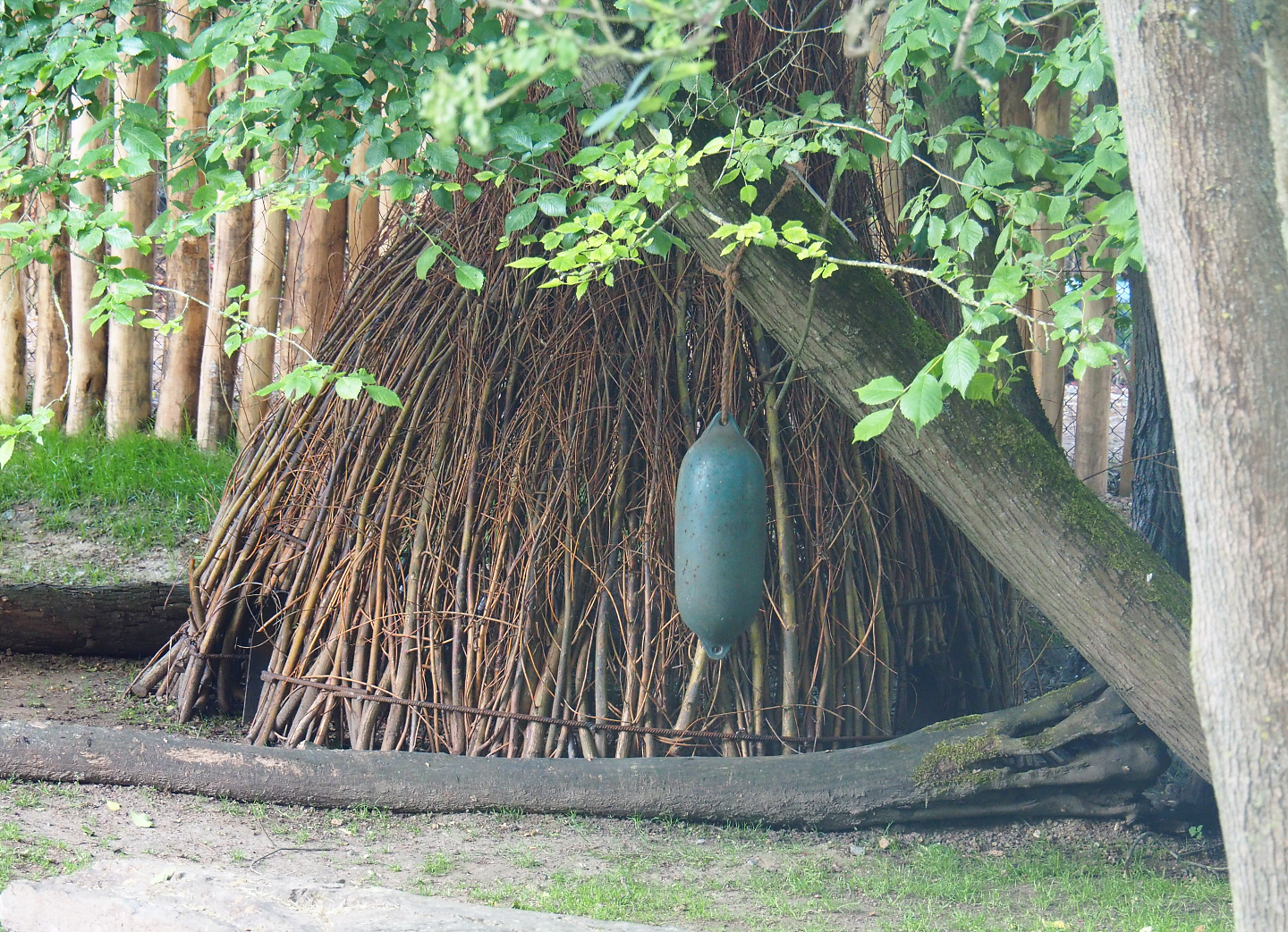 Wicker shelter for swamp wallabies, 2022-05-28