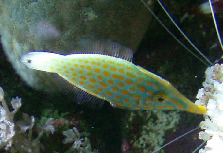 Wickled Filefish (Oxymonocanthus longirostris)