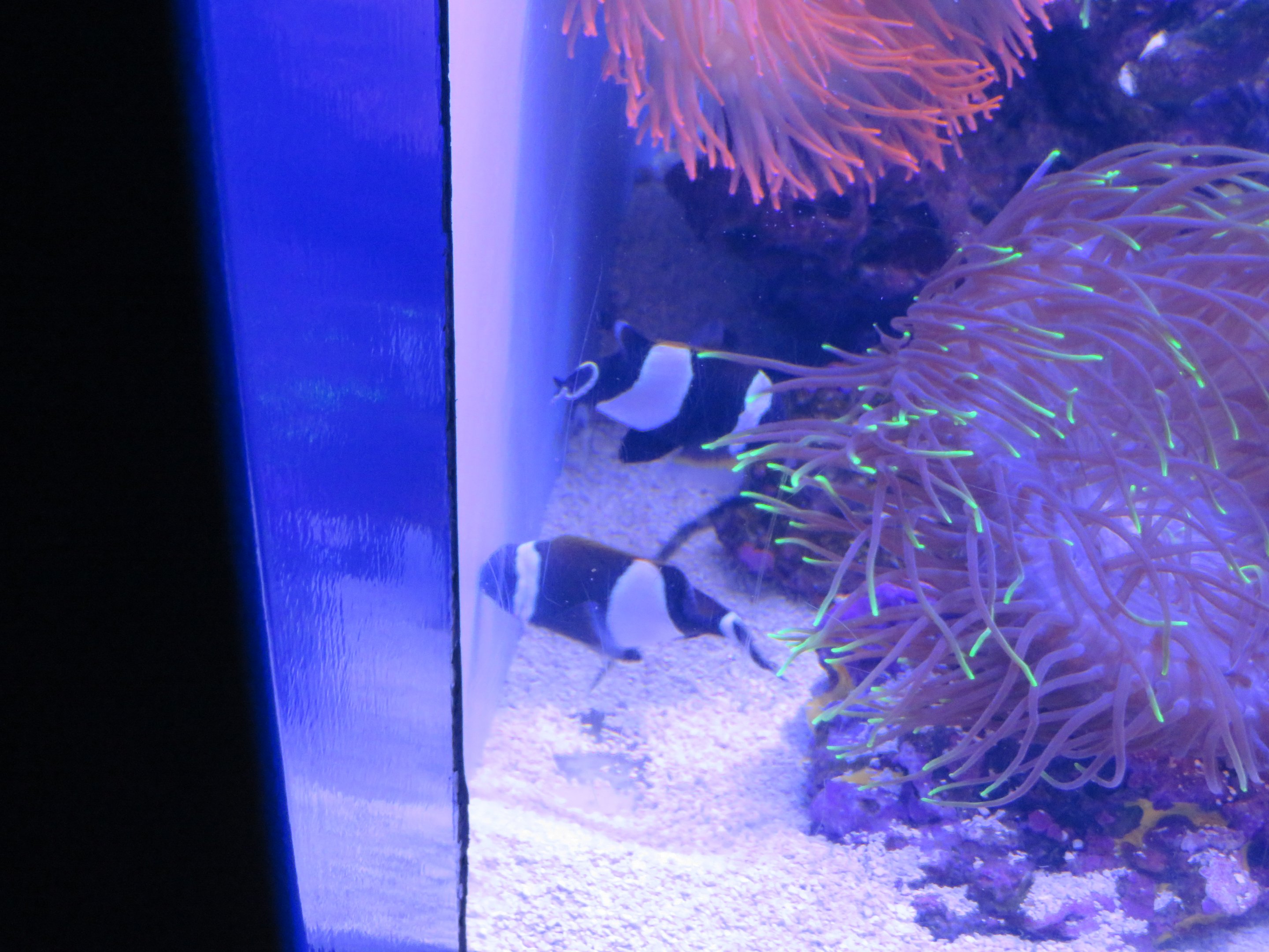 Wide-band Anemonefish