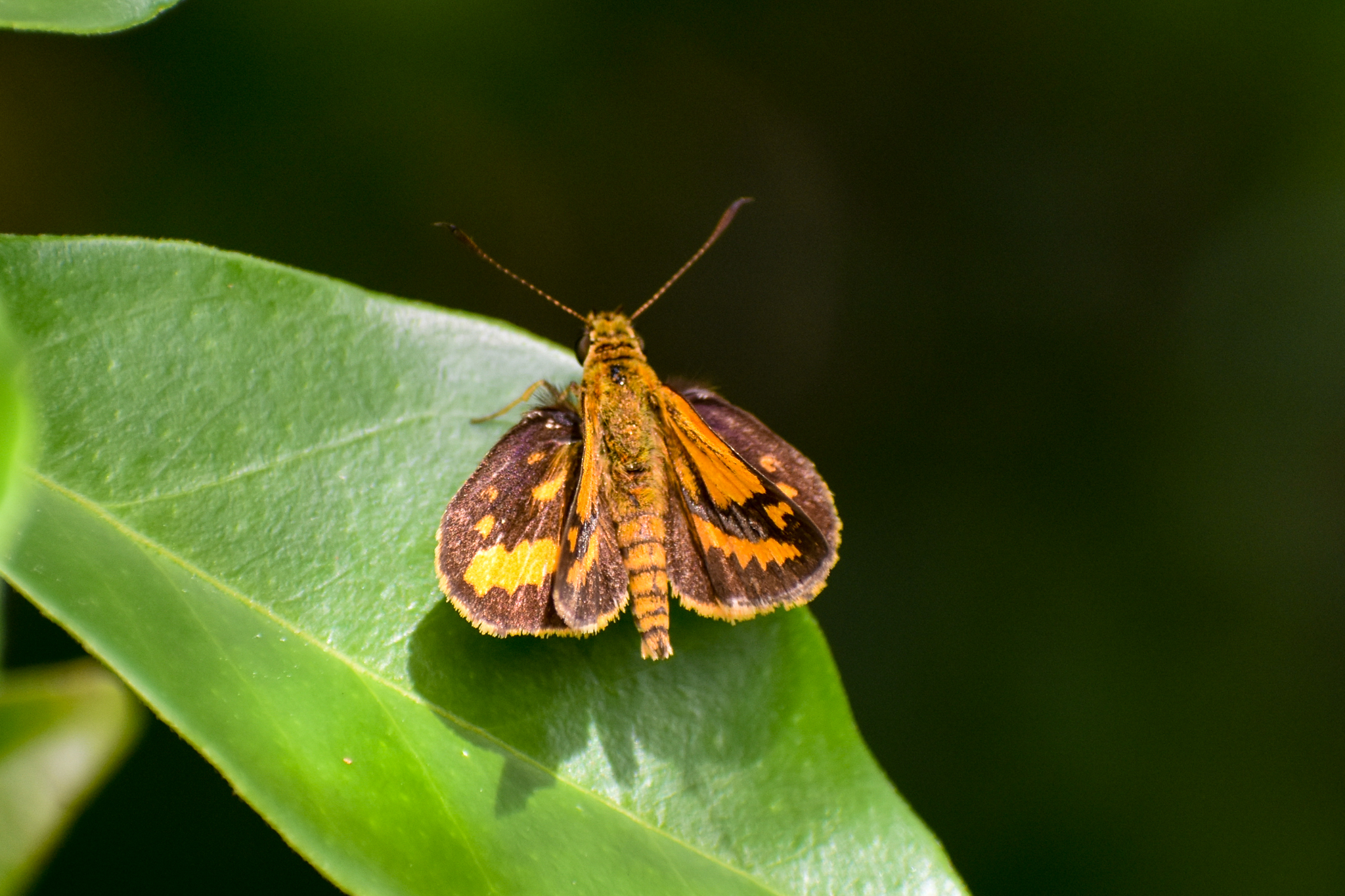Wide-brand Grass-Dart (Suniana sunias)