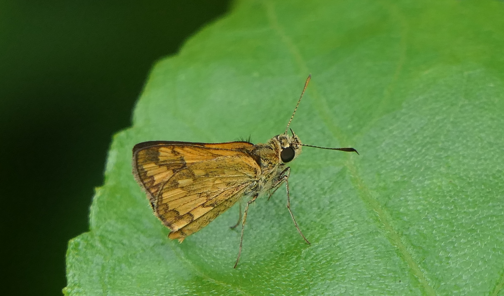Wide-brand Grass-Dart