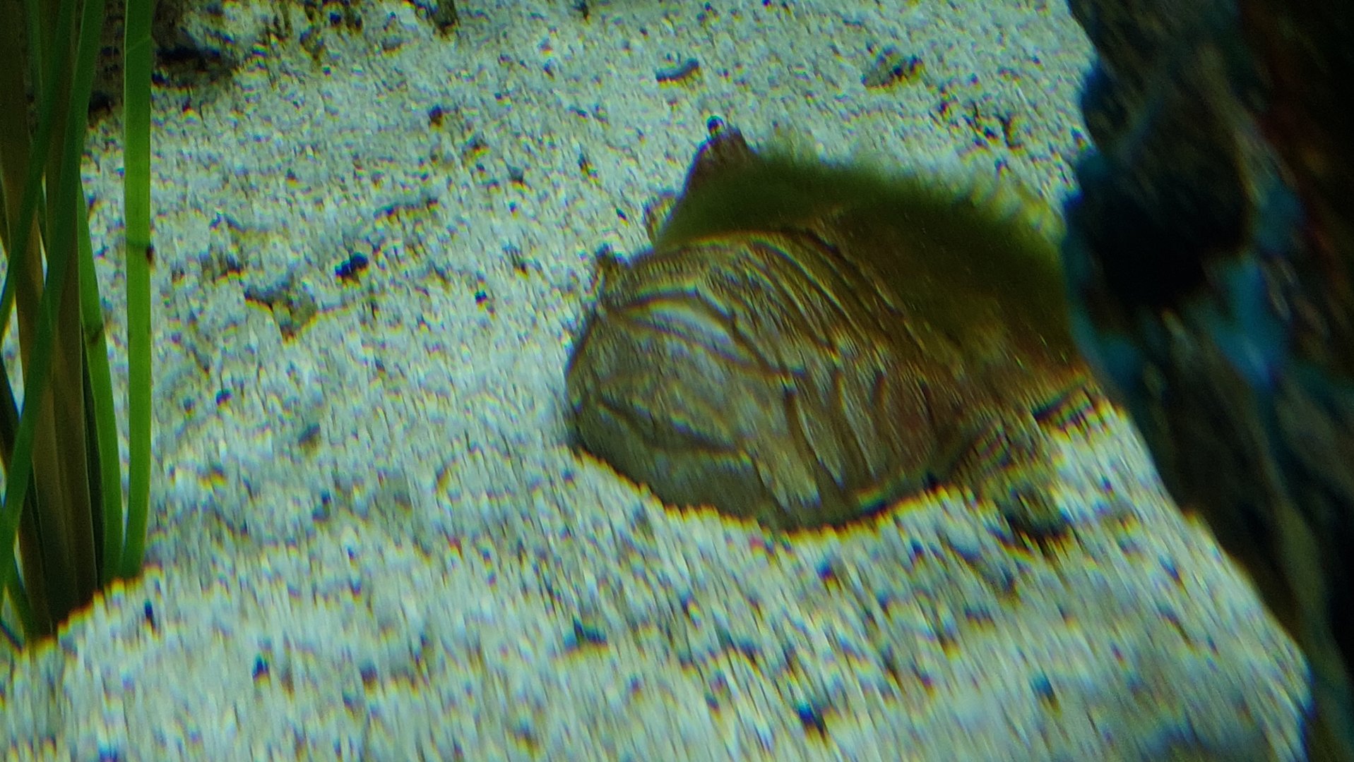 Wide-eye shovelnose Lobster ID