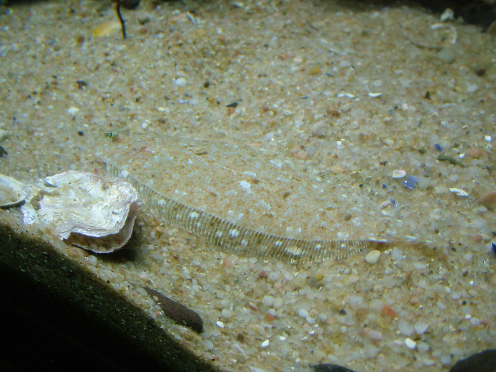 Wide-eyed Flounder at Vasco da Gama Aquarium, 25/05/11