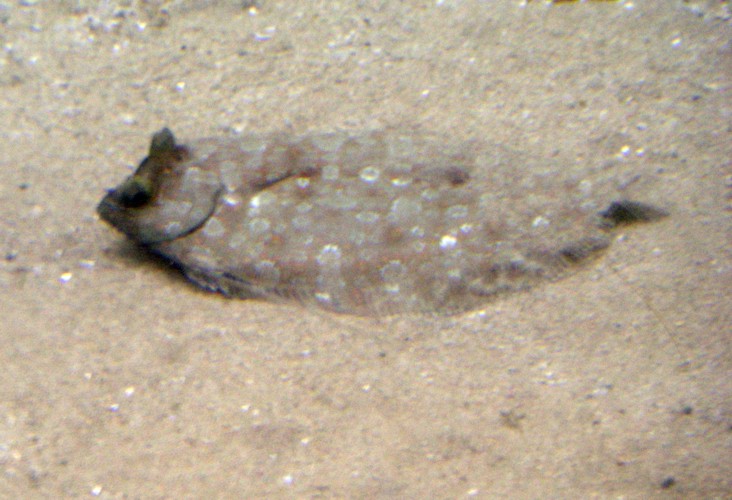 Wide-eyed Flounder (Bothus podas)