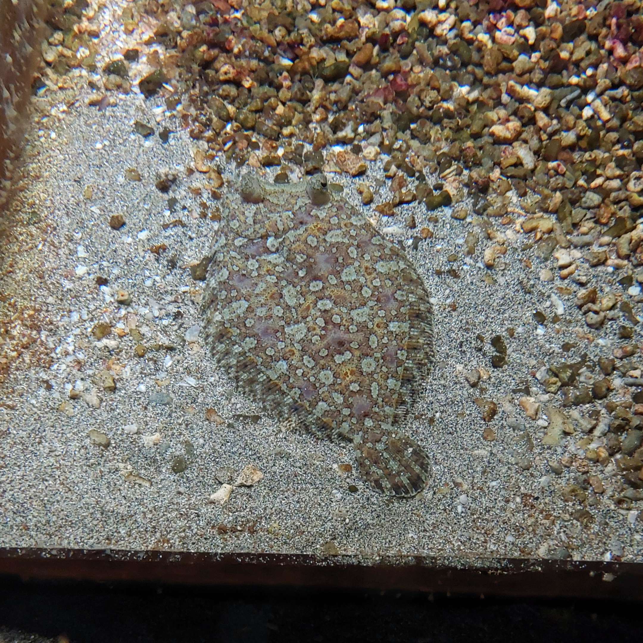 Wide-eyed flounder (Bothus podas)