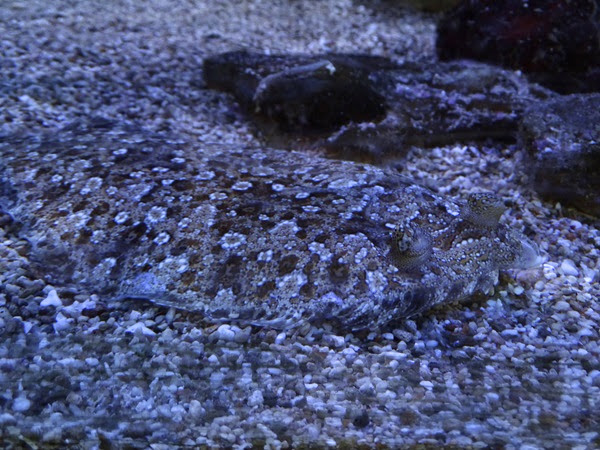 Wide-eyed flounder (Bothus podas)