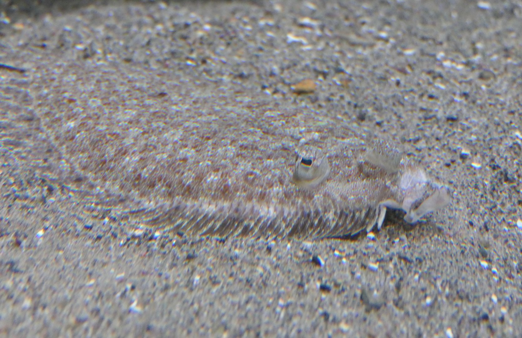 Wide-eyed Flounder (Bothus podas)