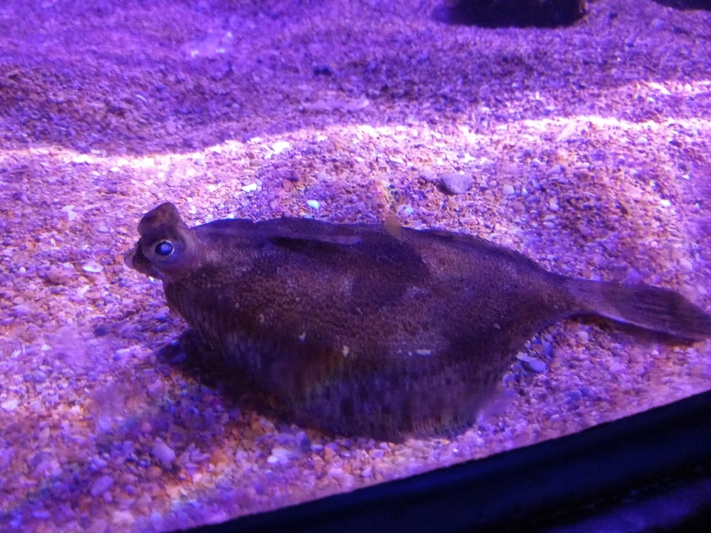 Wide-eyed flounder