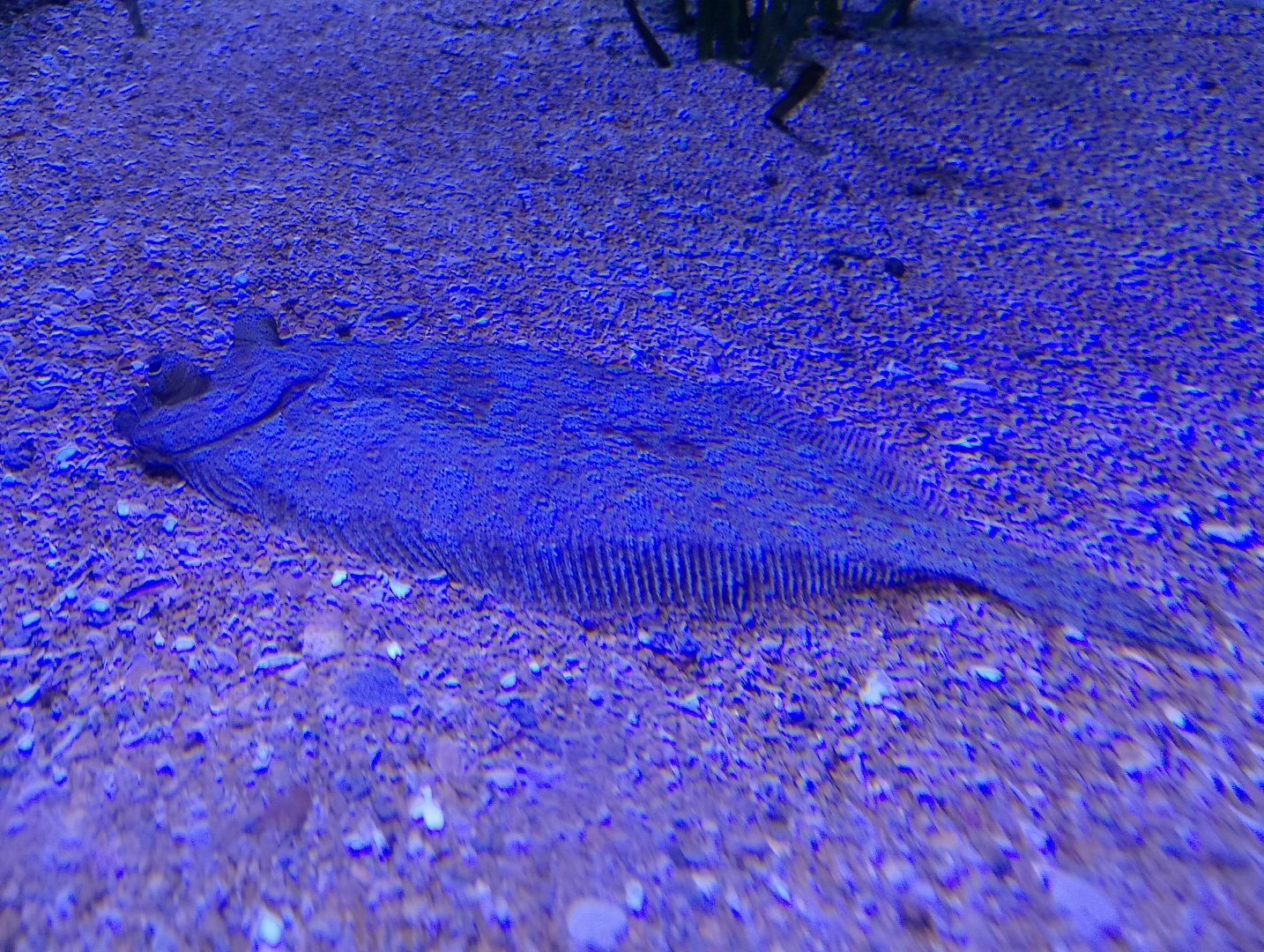 Wide-eyed flounder