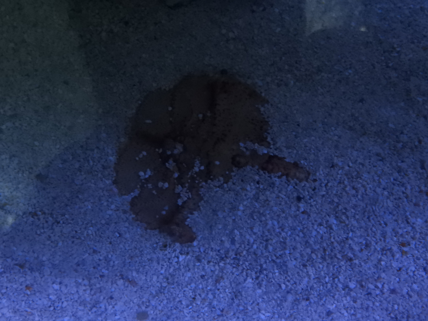 Wide-Eyed Shovelnose Lobster (Thenus australiensis) partially buried