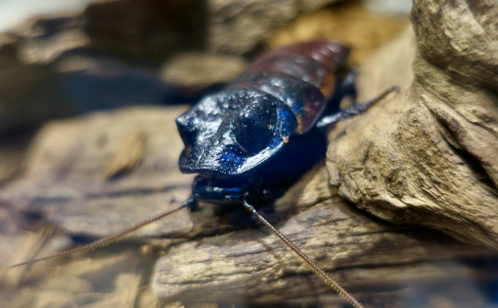 Wide-Horned Hissing Cockroach (Gromphadorhina oblongonota)