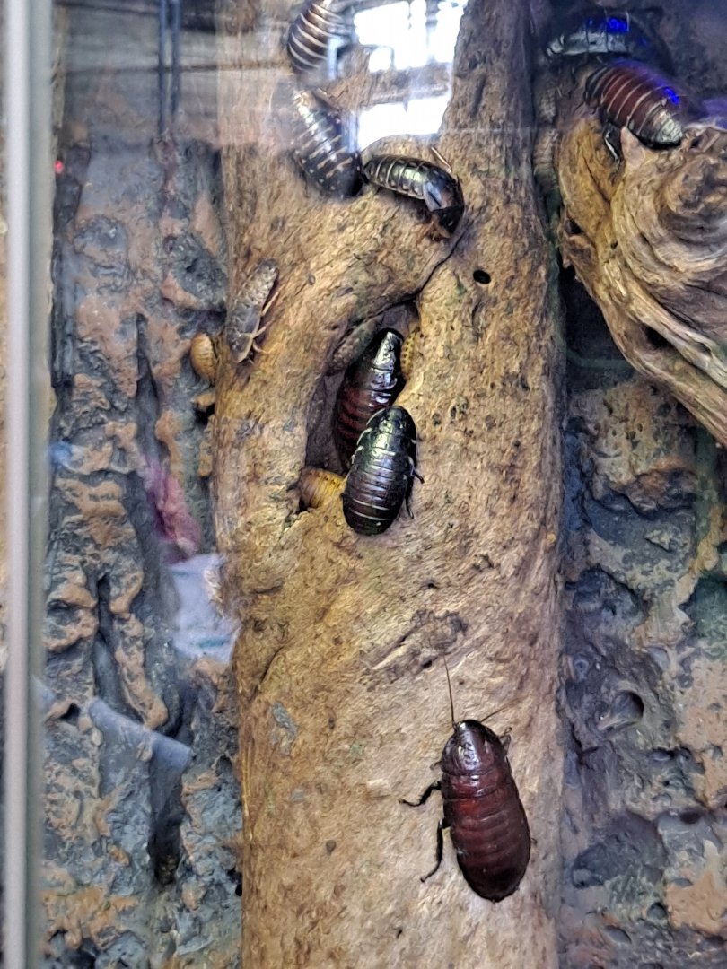 Wide-Horned Hissing Cockroaches (1/25/25)
