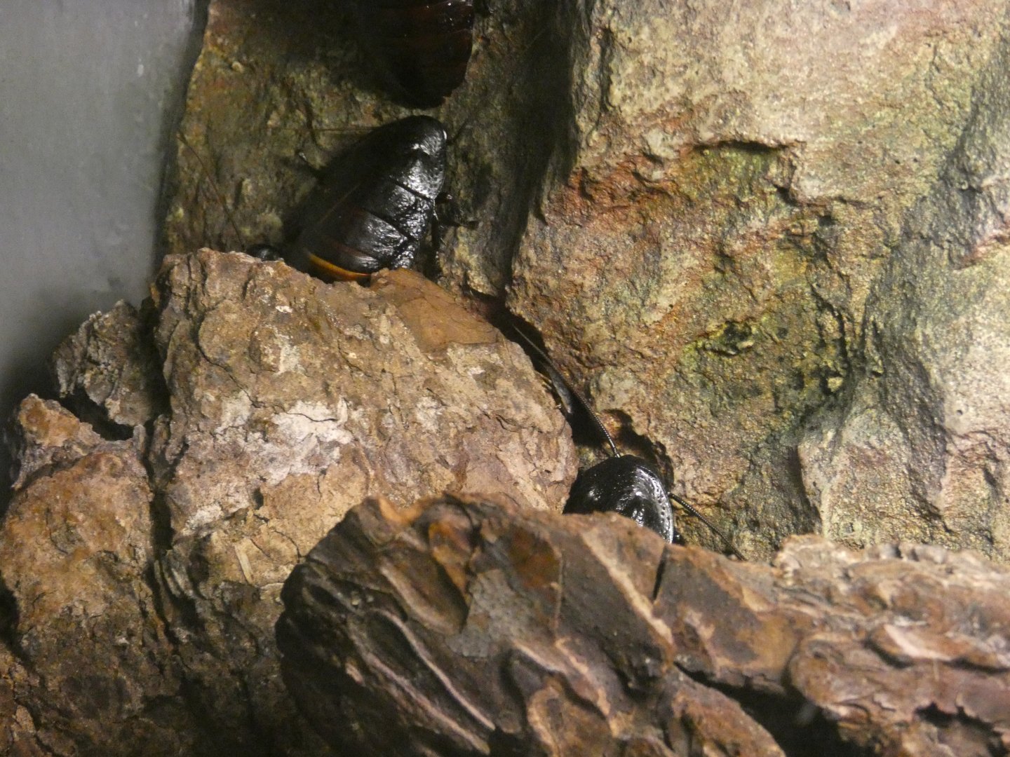 Wide-horned Madagascar hissing cockroach