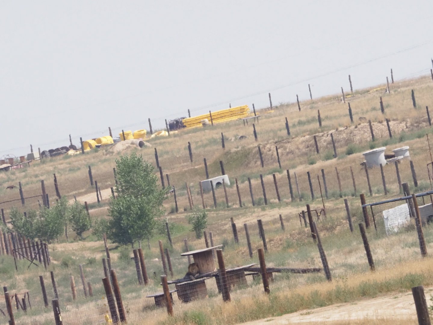 Wide Shot Showing African Lion