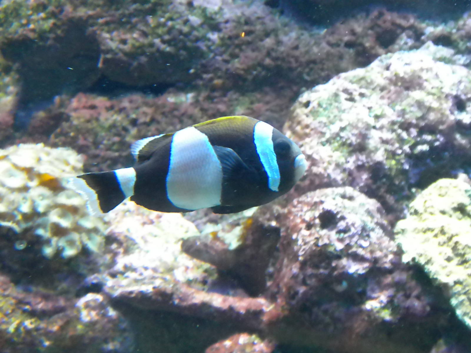 Wideband Clownfish