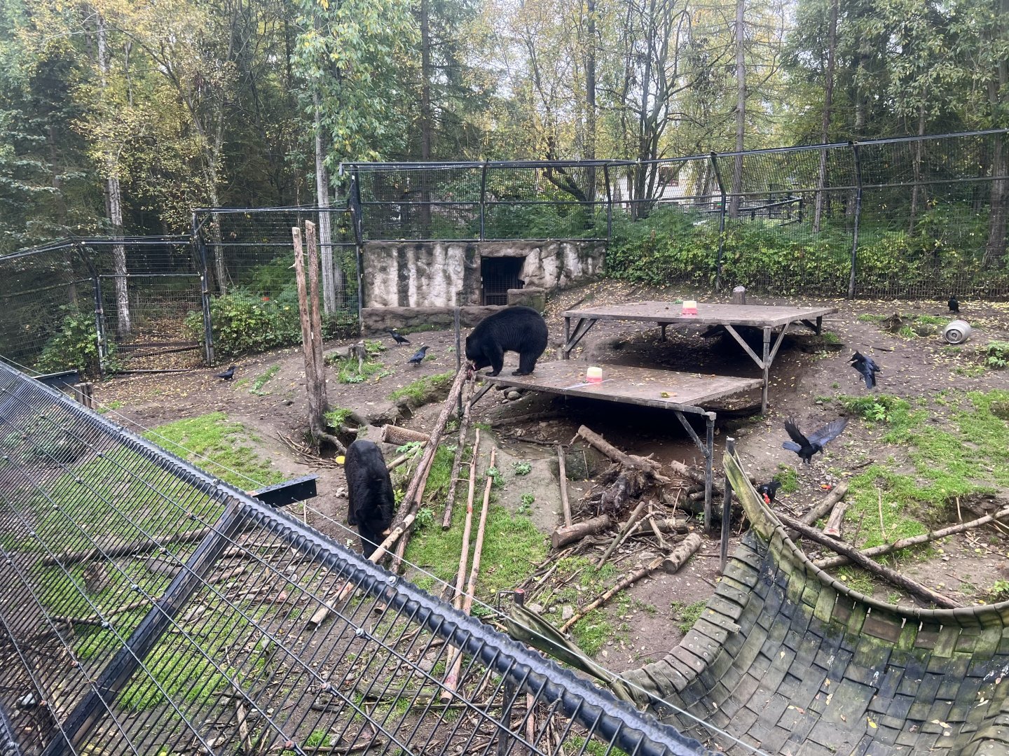 Wider view Black Bears enclosure
