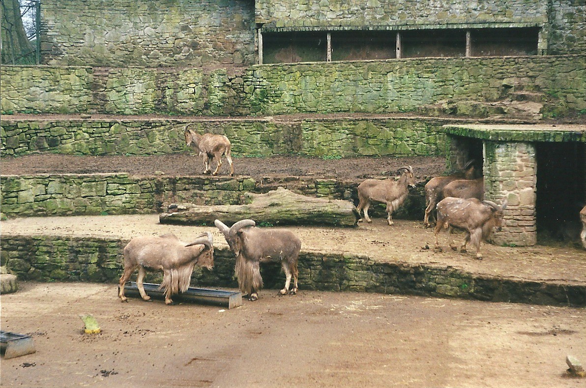 Wider view of Barbary Sheep 2nd April 1999