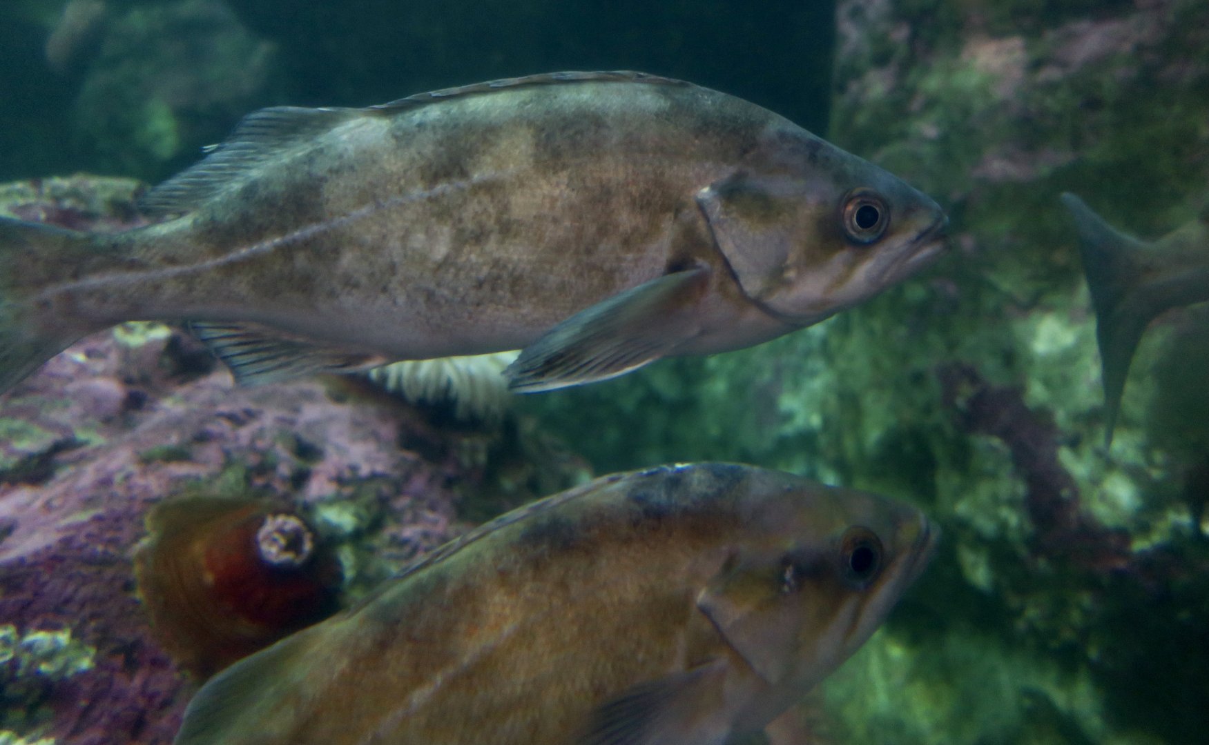 Widow Rockfish (Sebastes entomelas)