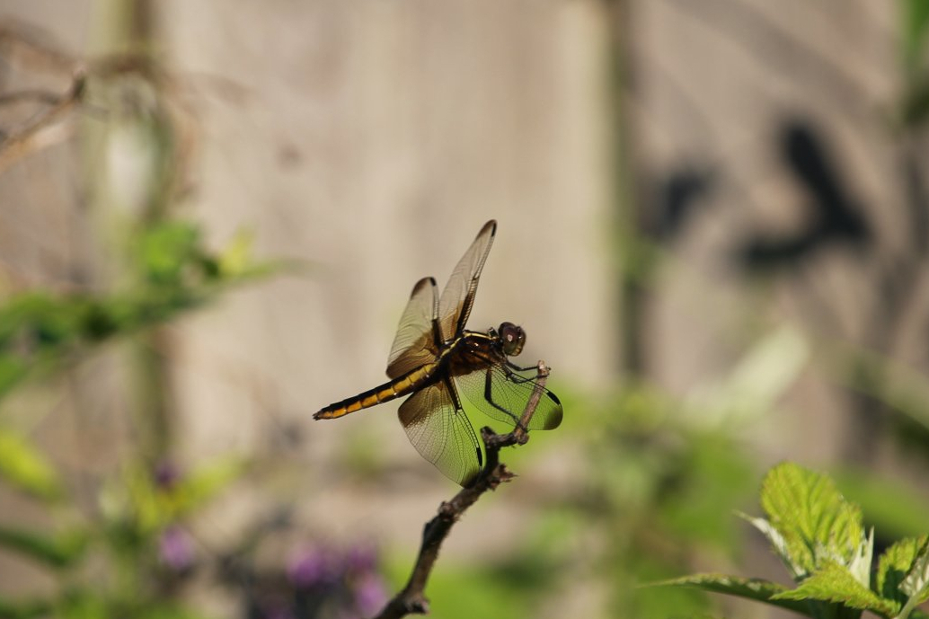 Widow skimmer (Libellula luctuosa)