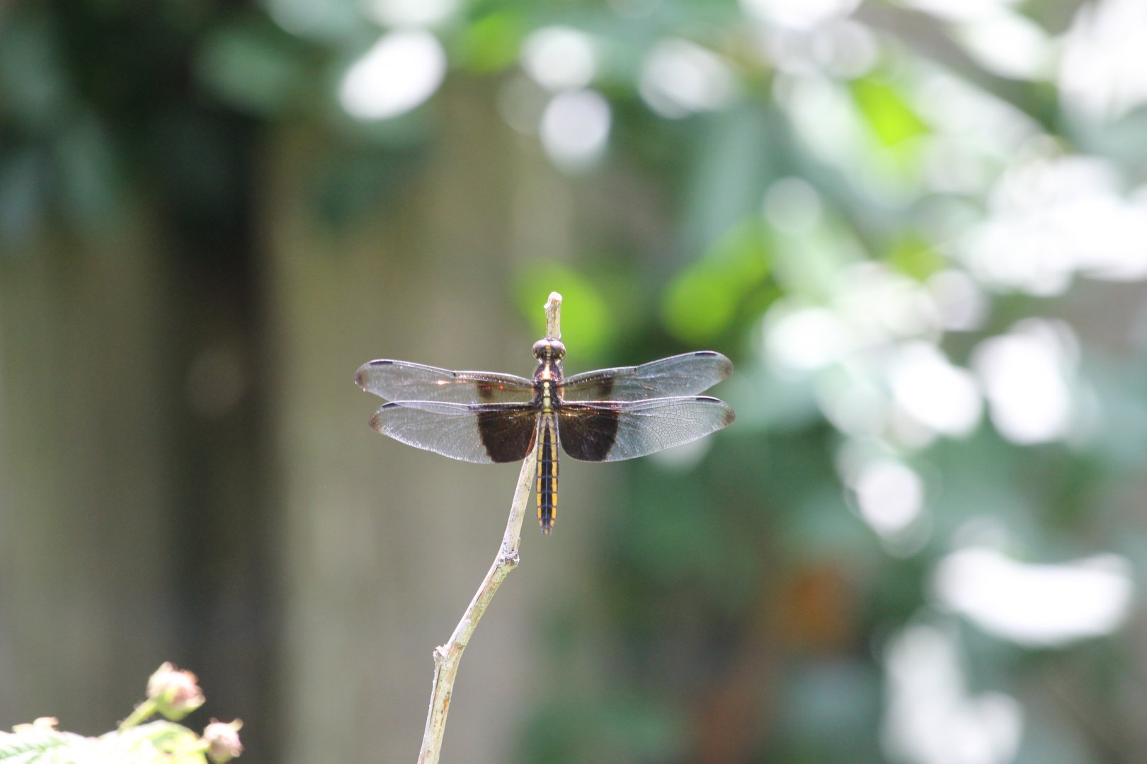Widow skimmer (Libellula luctuosa)