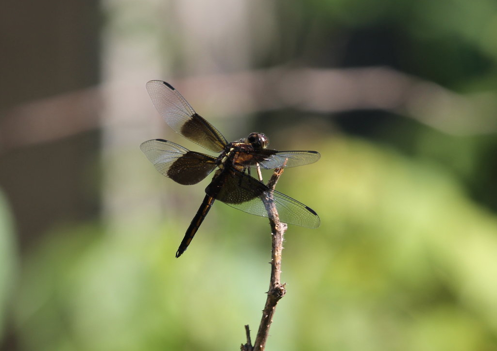 Widow skimmer (Libellula luctuosa)