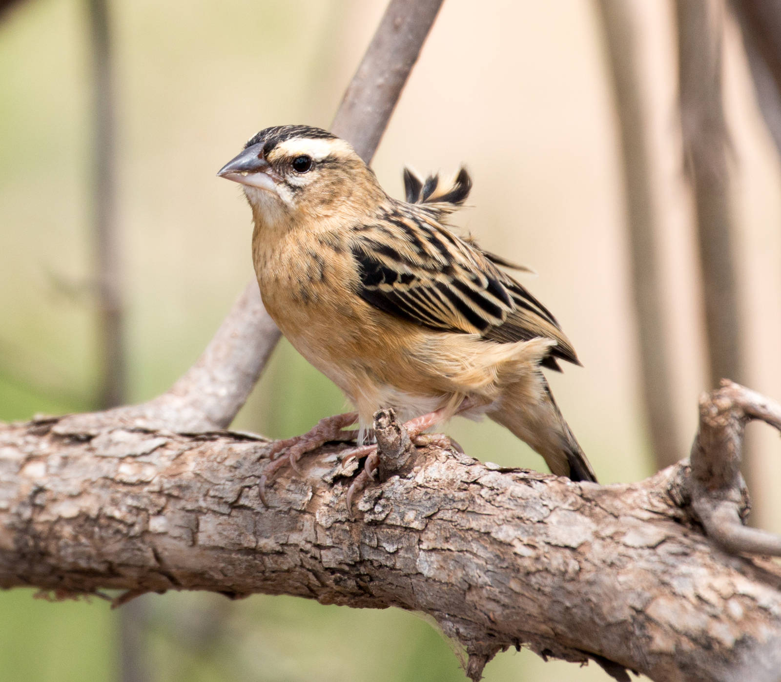 Widowbird female or non-breeding male
