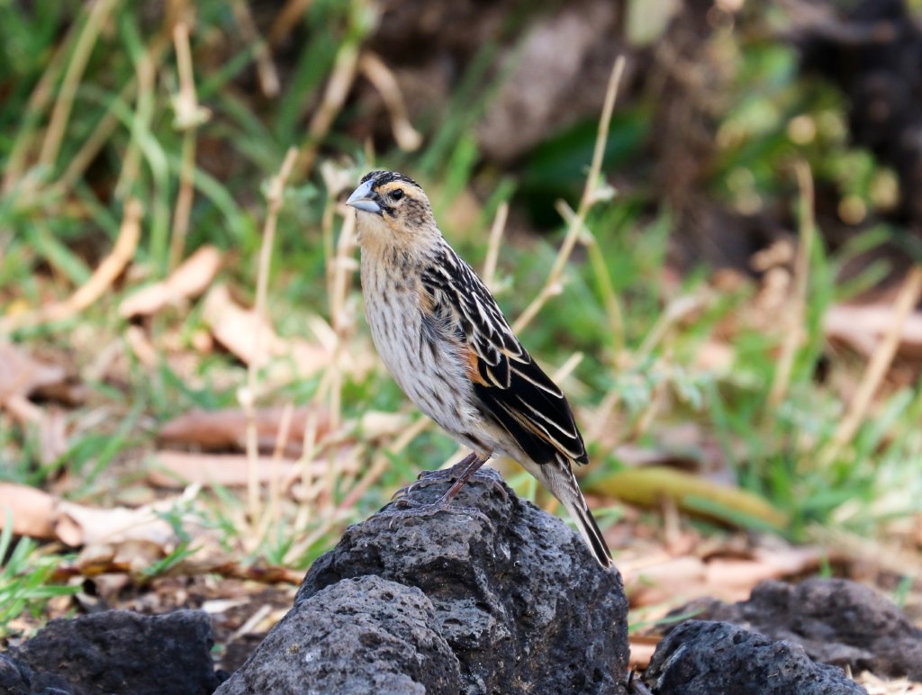 Widowbird non-breeding male