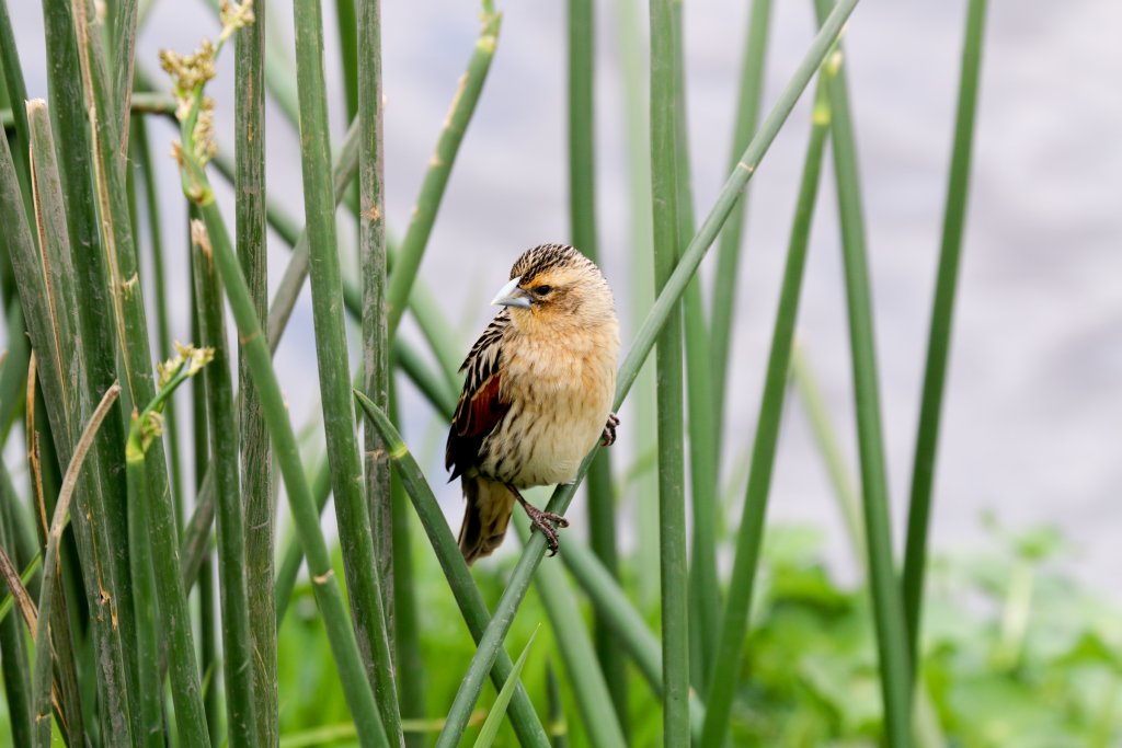Widowbird non-breeding male