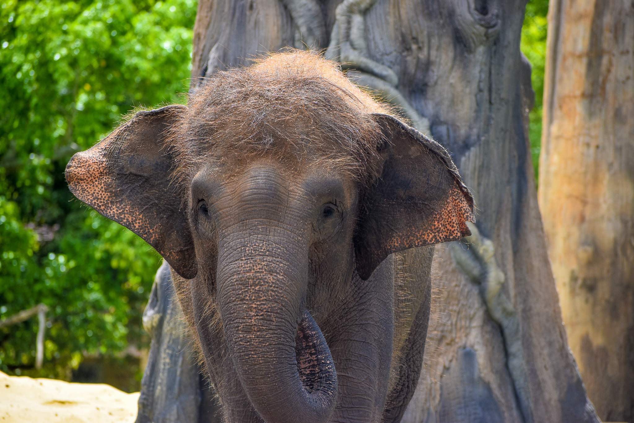 Widya - Sumatran Elephant