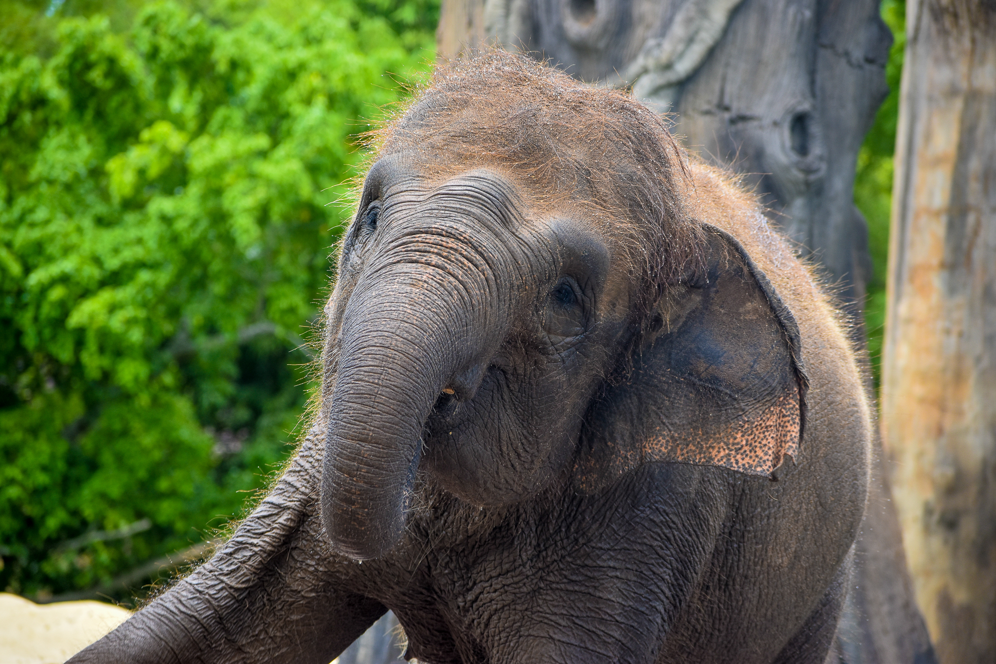 Widya - Sumatran Elephant