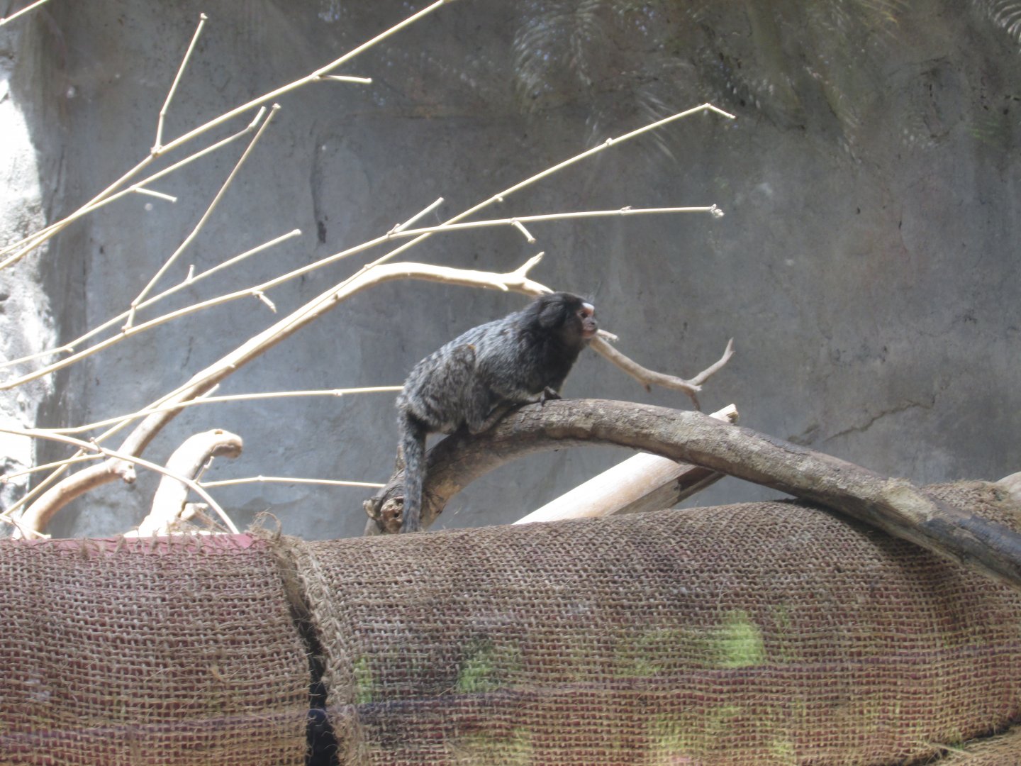 Wied´s black tufted marmoset