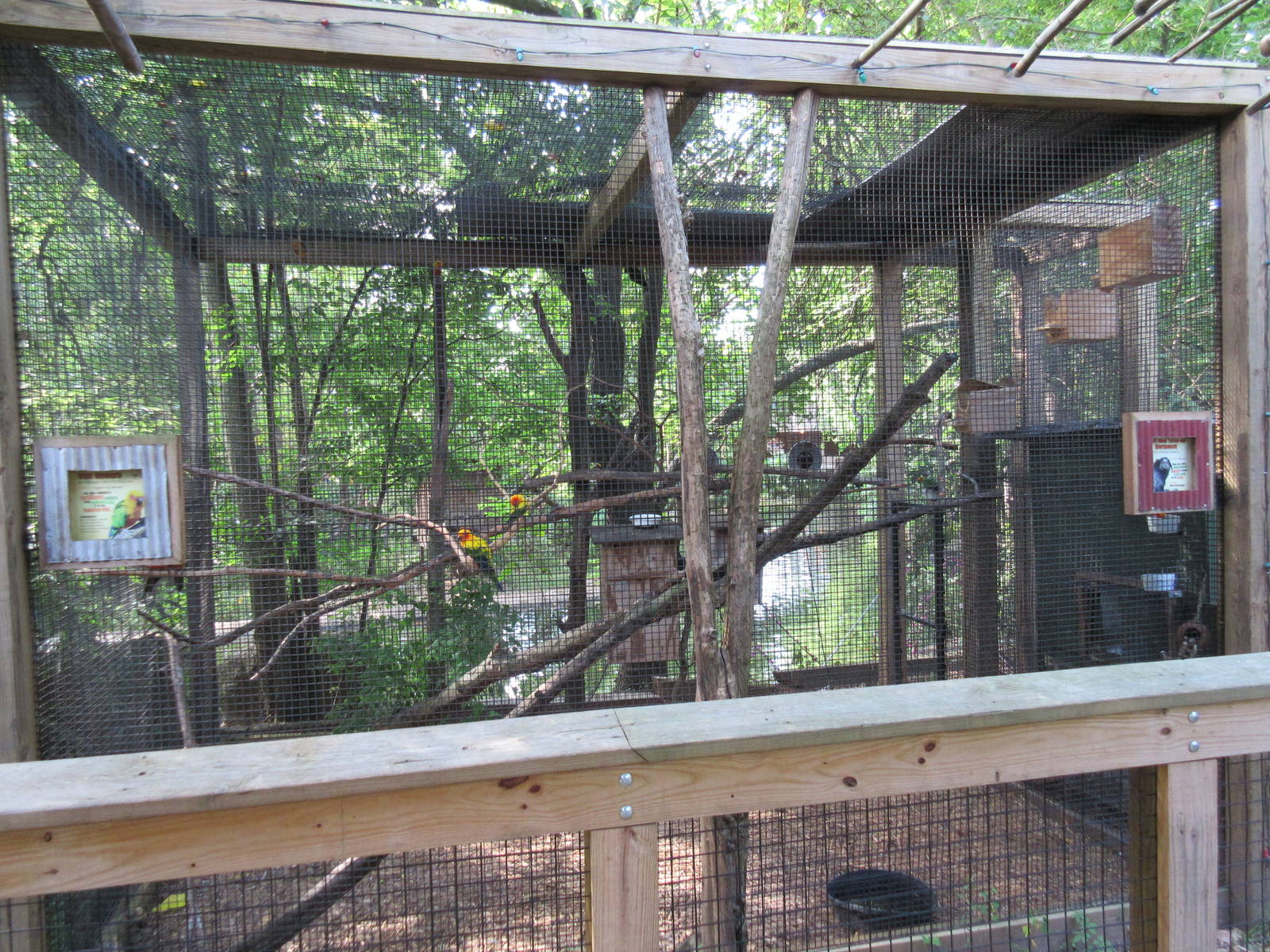 Wied's Black Tufted-Ear Marmoset/Sun Conure Exhibit