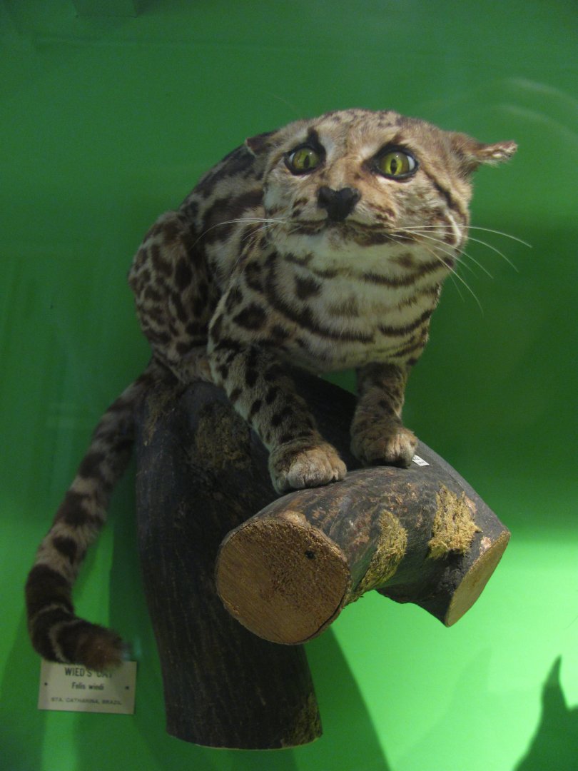 Wied's Cat