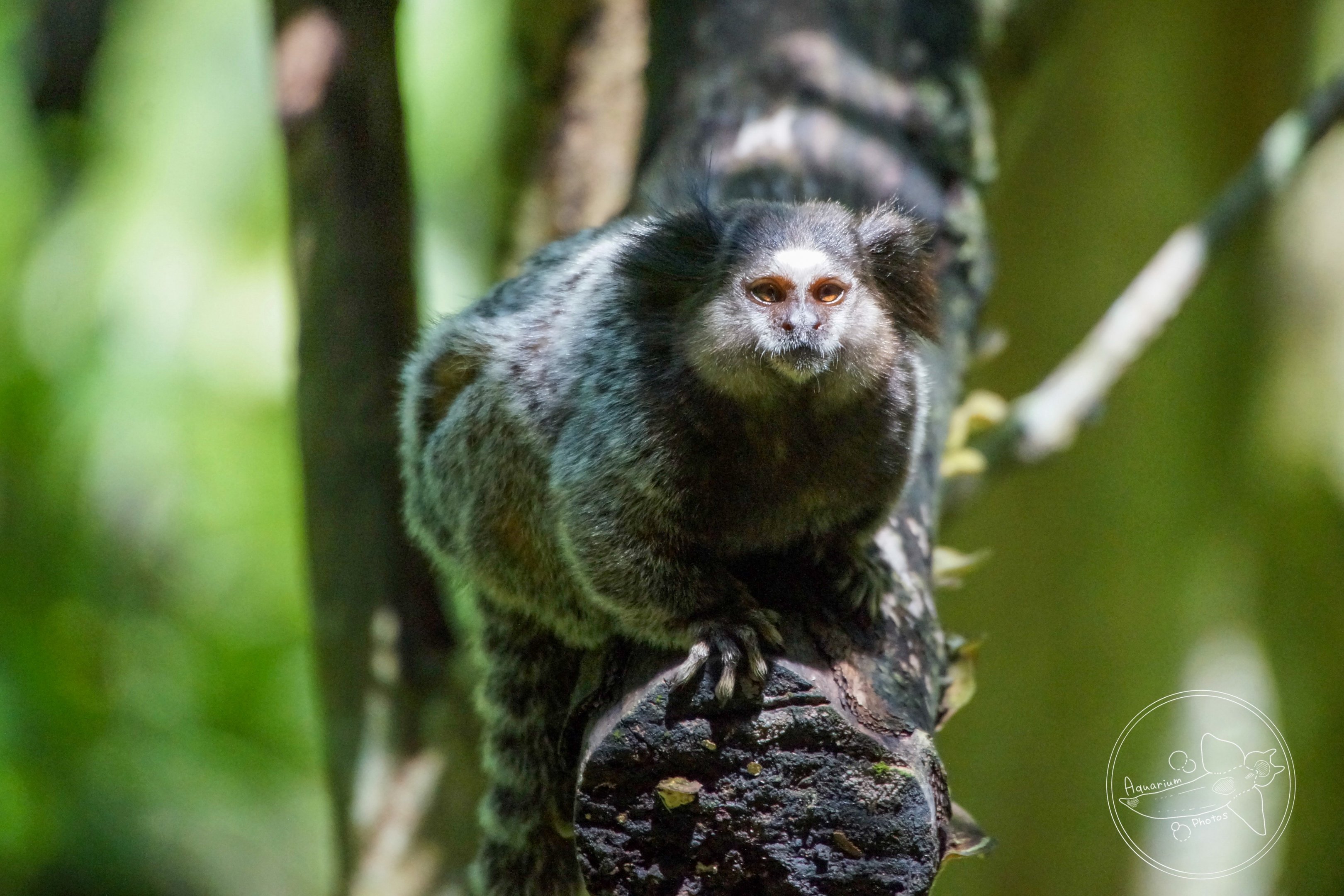 Wied's Marmoset (Callithrix kuhlii)