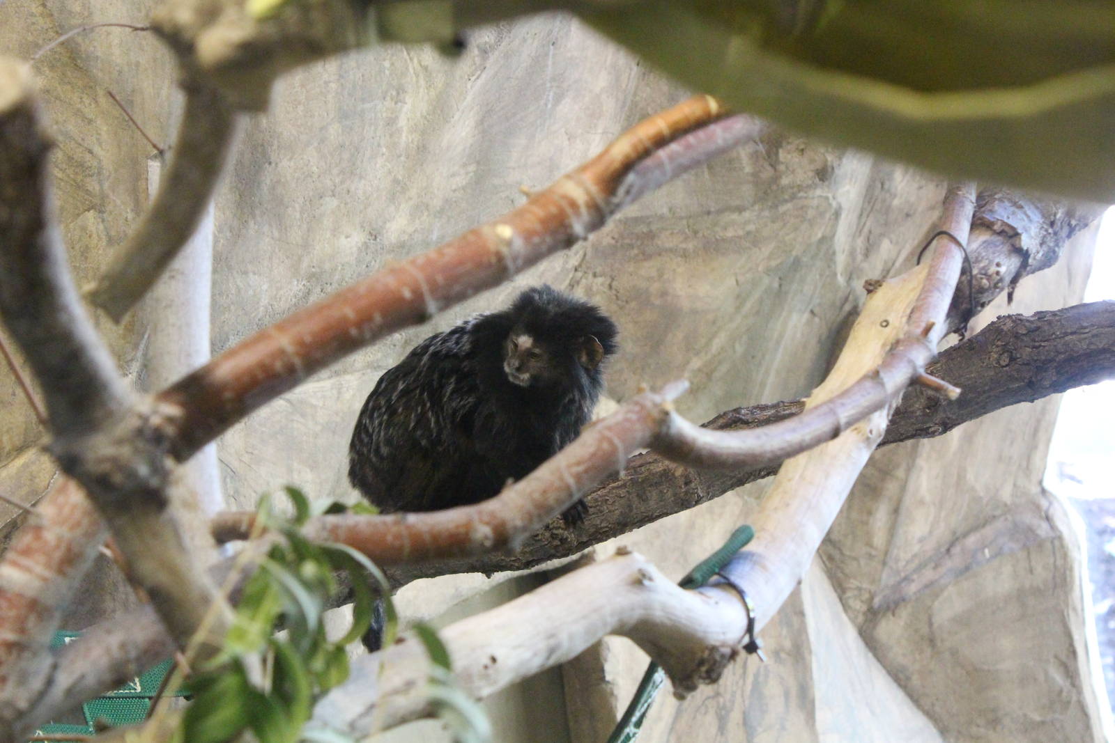 Wied's Marmoset