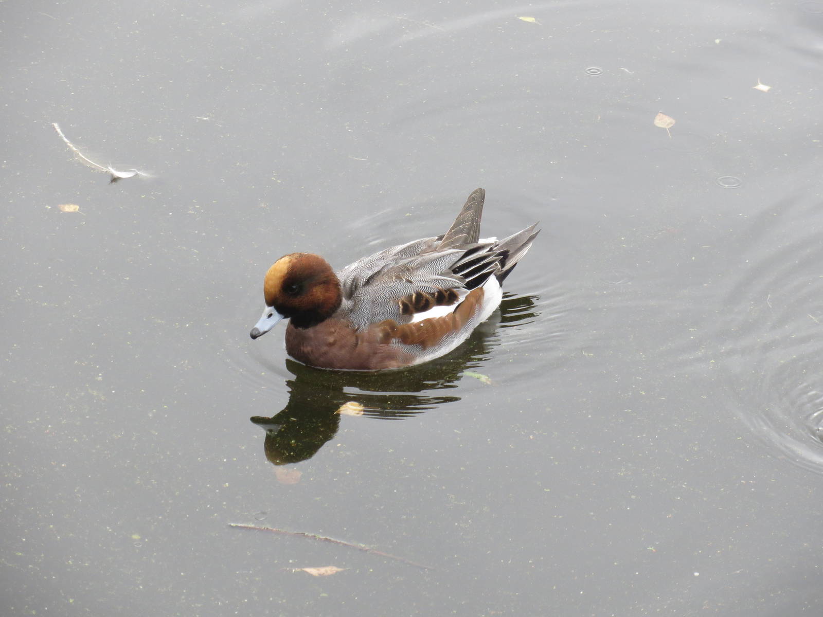 Wigeon 101012