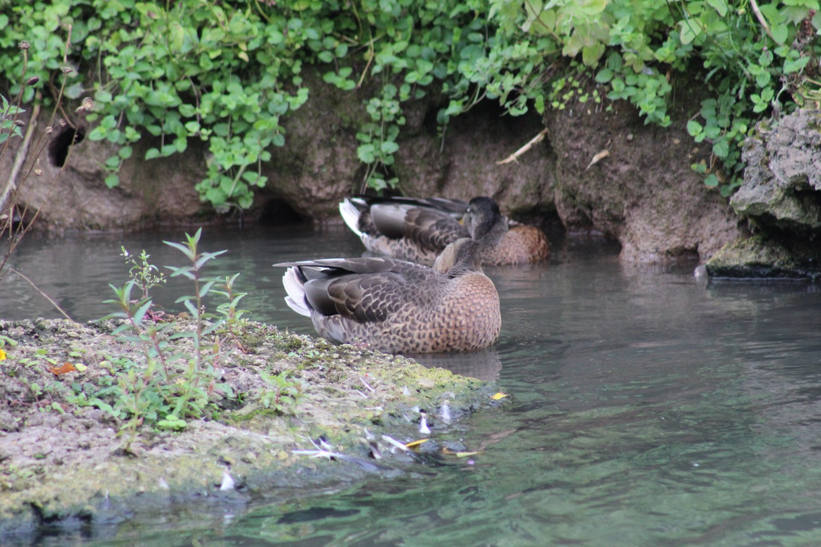 Wigeon ID?