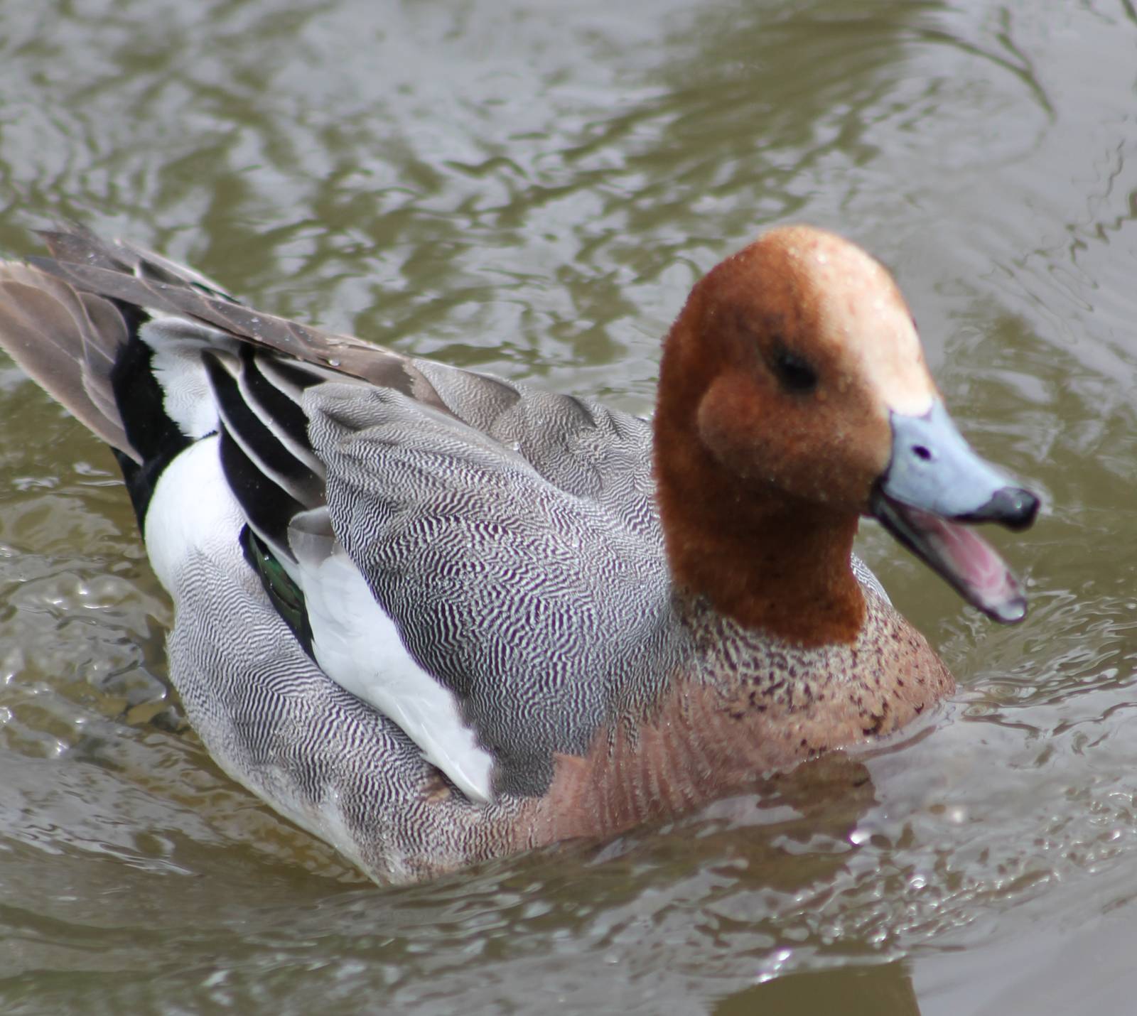 Wigeon-male