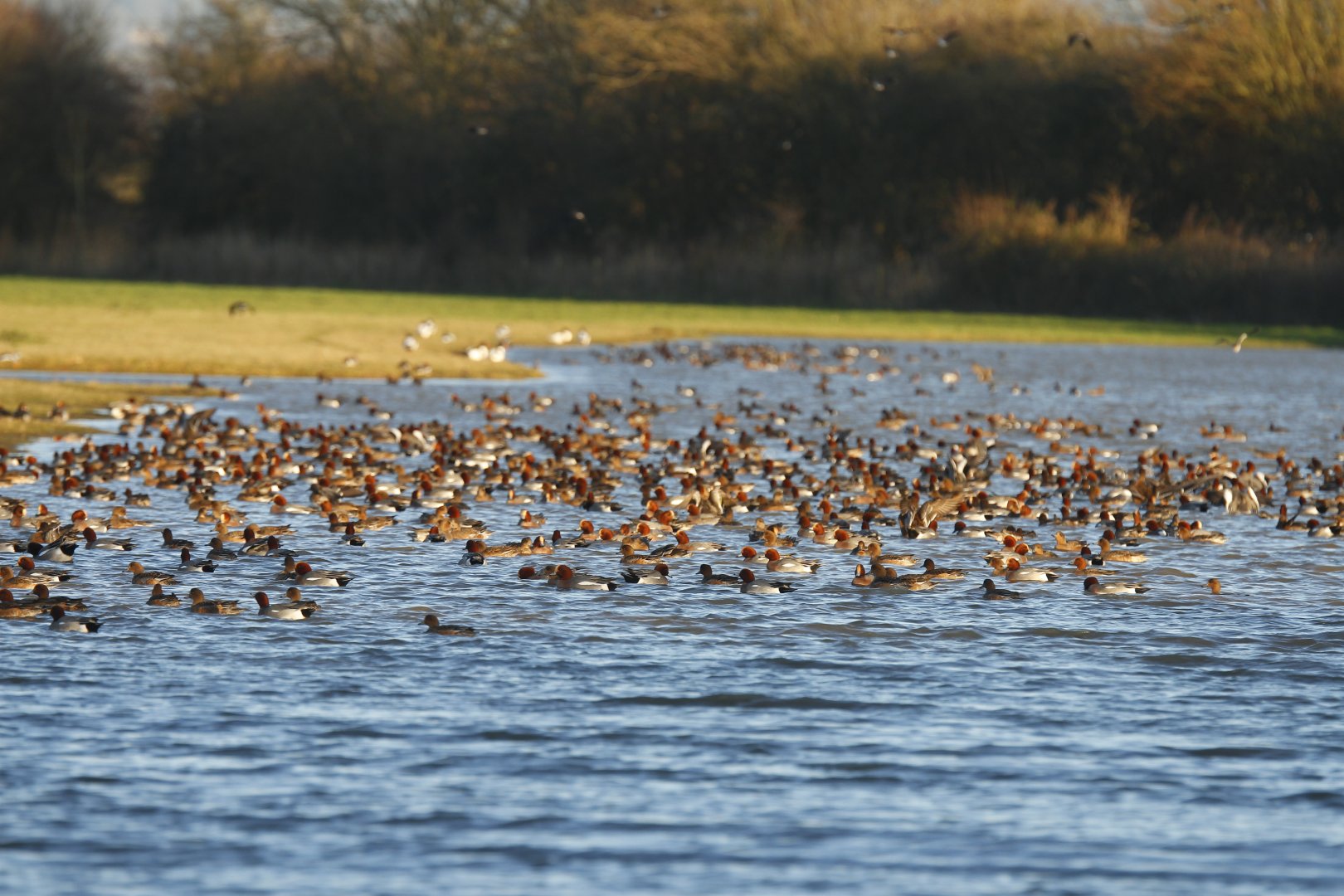 Wigeon, wigeon everywhere