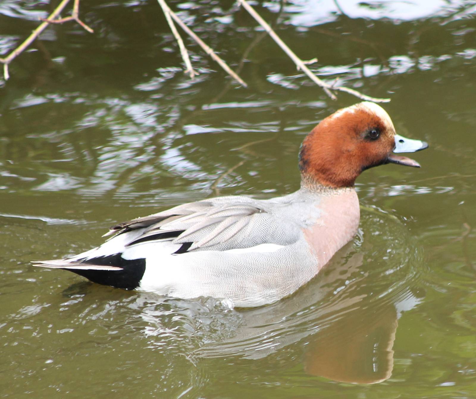 Wigeon